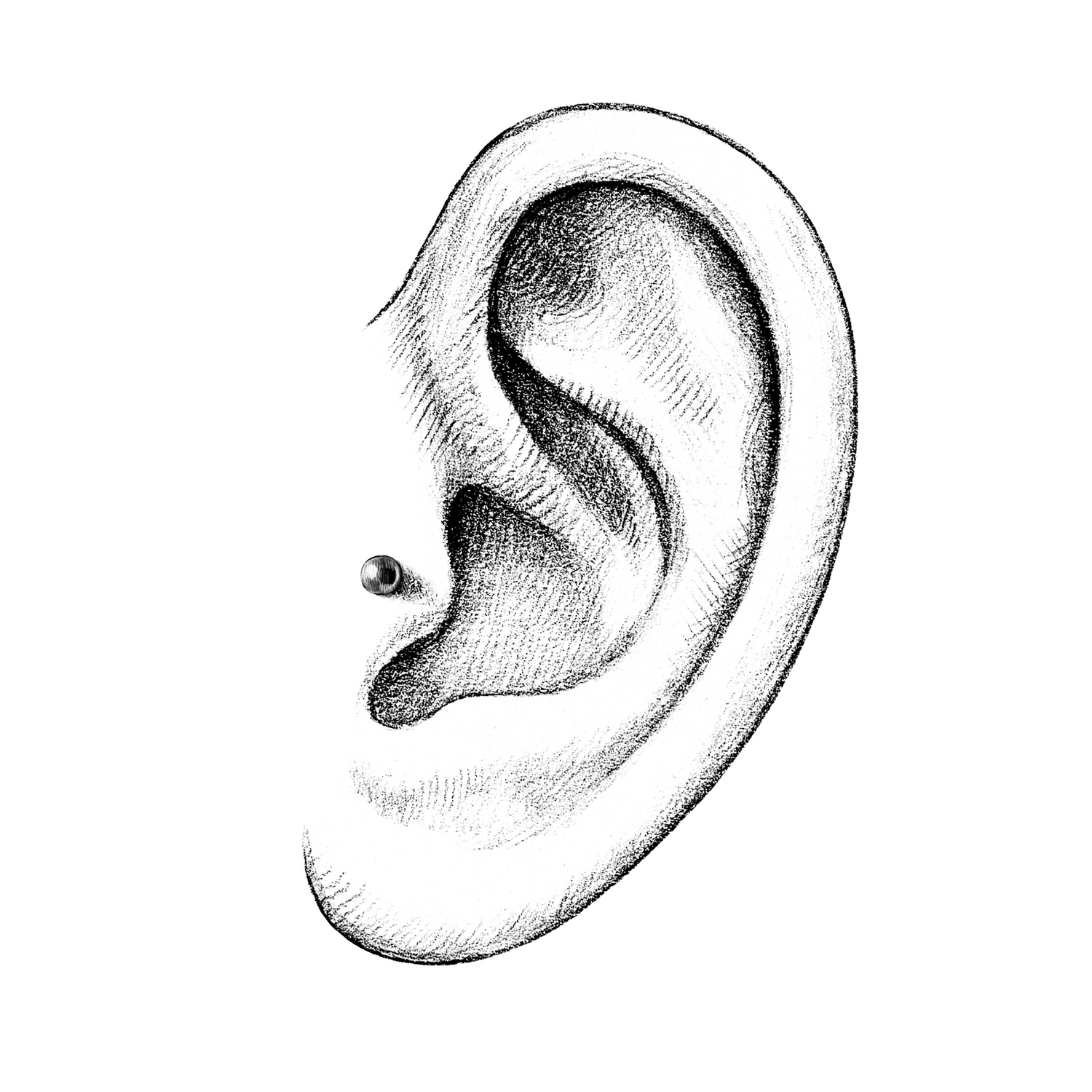 Ears | Tragus