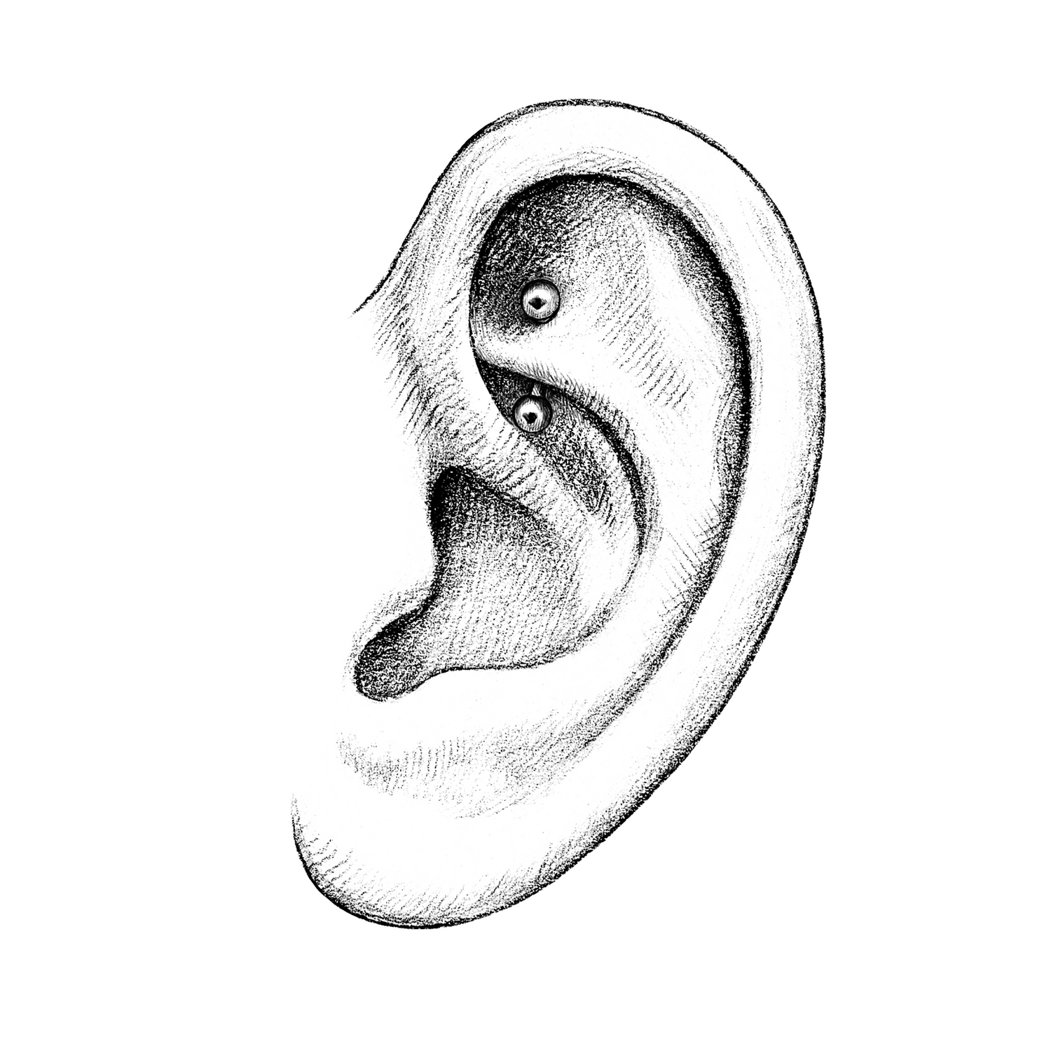 Ears | Rook